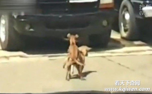 实拍两狗当街爱爱激情劳累猝死 围观路人哭笑不得(视频及组图)