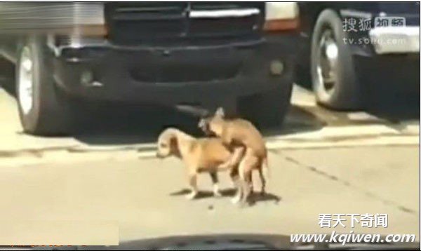 实拍两狗当街爱爱激情劳累猝死 围观路人哭笑不得(视频及组图)